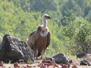 Griffon_vulture